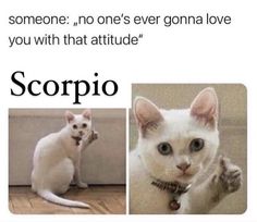 a white cat sitting on top of a wooden floor next to a caption that reads, someone, no one's ever going to love you with that attitude scorpion