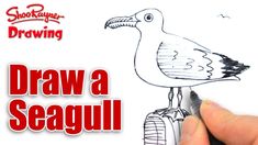 someone drawing a seagull on a piece of paper with the words draw a seagull