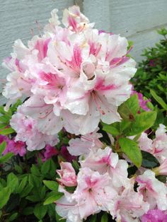 pink and white flowers in front of a building with water droplets on it's petals