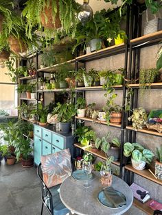 a room filled with lots of potted plants on shelves next to a table and chairs