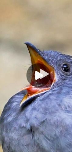 a bird with its mouth open and it's beak wide open showing the teeth