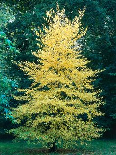 a yellow tree in the middle of some trees