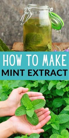 how to make mint - extrat