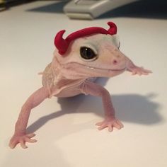 a gecko with red horns on it's head sitting on a white table