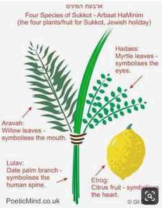 the parts of a plant with pictures and description for each part, including its name