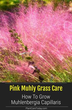 pink mully grass care with text overlay that reads how to grow mulleenbergia capillaris