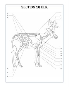 an animal diagram with the name section 16 elk