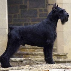 a black schnauzer standing on some steps