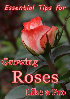 a pink rose with the words, essential tips for growing roses like a pro