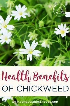 some white flowers with the words health benefits of chickweed on it and green leaves