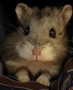 a small hamster is sitting in someone's hand and looking at the camera