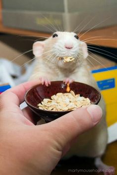 a person holding a bowl with food in it and a hamster eating out of it