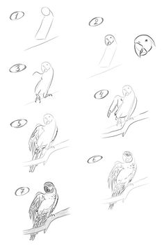 several different types of birds are shown in this drawing