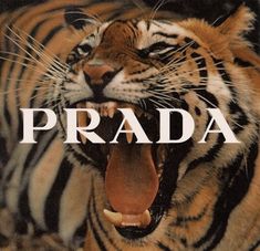 a close up of a tiger with the words prada on it's face