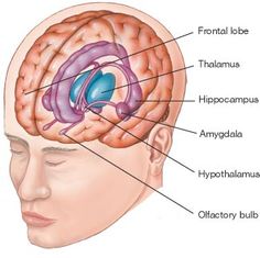 an image of the human brain with labels on its main parts in russian and english