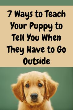 One of the most frustrating things about puppy potty training is when your puppy pees indoors and they never let you know they had to go outside!

In this post, we'll discuss 7 ways to teach your puppy to tell you when they need to go outside.

Puppy potty training, puppy toilet training, puppy house training, puppy housebreaking