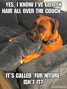 a brown dog laying on top of a couch next to a gray pillow that says, yes, i know i've gotten hair all over the couch it's called furniture isn't?