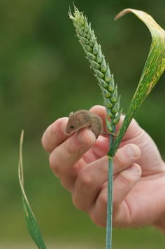 a small mouse sitting on top of a green plant next to a person's hand