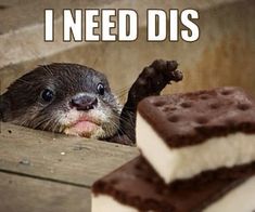 an otter with its paw on a piece of cheese and the caption i need dis