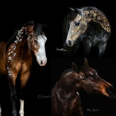 three horses are shown side by side in different colors and patterns, one is brown, the other is black