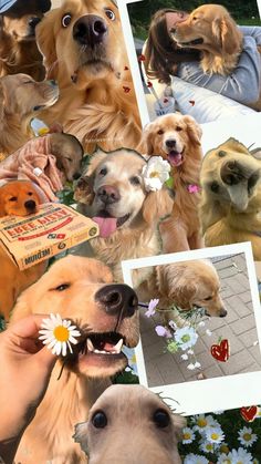 many different pictures of dogs with flowers in their mouth