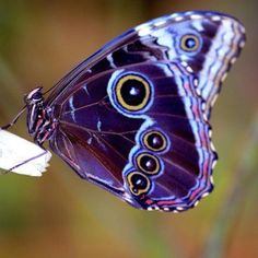 Purple beauty Blue Morpho, All Things Purple, Foot Tattoos, Purple Butterfly, Butterfly Flowers