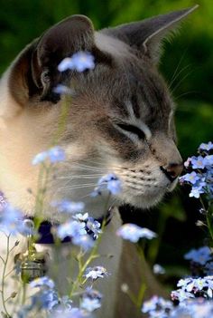 a cat that is sitting in some flowers