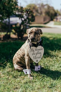 a dog sitting in the grass with a sign that says my humans are getting married