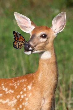 a small deer with a butterfly on its nose