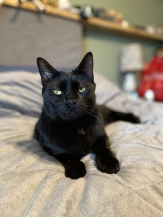 a black cat laying on top of a bed