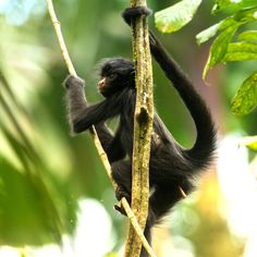 a black monkey hanging from a tree branch