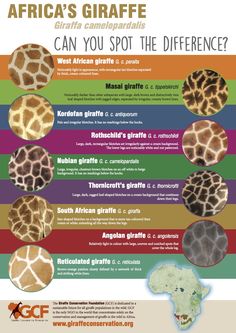 the poster shows different types of giraffes in different colors and sizes, including one