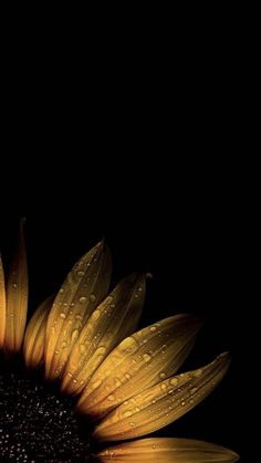 a yellow sunflower with water droplets on it's petals in the dark background