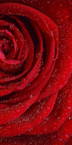 a close up view of the center of a red rose with water droplets on it