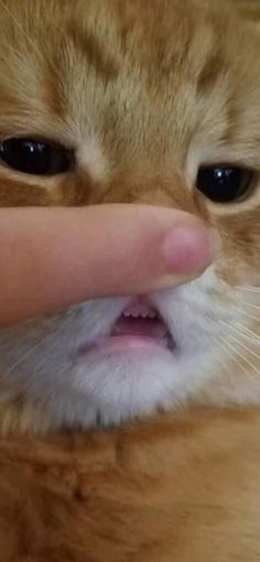 an orange cat is being petted by someone's hand and has it's finger on the nose