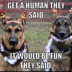 two dogs wearing reindeer antlers on their heads and saying, get a human they said it would be fun they said