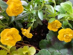 small yellow flowers are growing in the dirt near some green leaves and plants on the ground