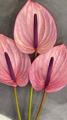 three large pink flowers are in a vase