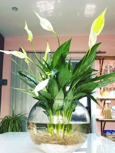 a fish bowl filled with water and plants on top of a white counter next to a window