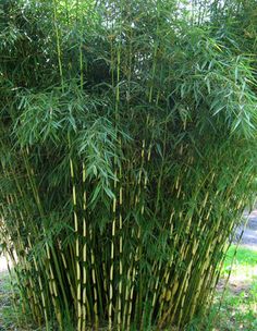 a tall bamboo plant sitting in the grass