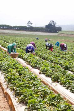 several people picking strawberries in an open field