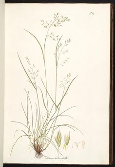 a drawing of some plants on a white background with brown trim around the edges and bottom edge