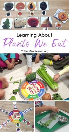 learning about plants we eat with these fun activities