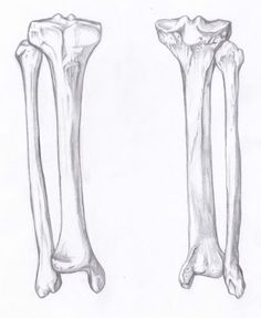 two bones are shown in this drawing