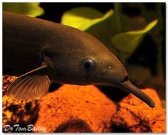 an image of a fish that is swimming in the water