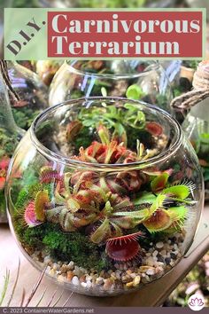 there is a glass bowl with plants in it and the words carnivorous terrarium above it