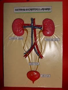 an image of a diagram of the kidney and crucifix in human body