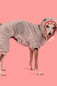 a dog wearing a hoodie on top of it's head and standing in front of a pink background