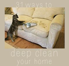 a cat standing on its hind legs in front of a couch with the caption, 3 ways to deep clean your home