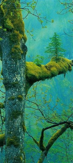 a mossy tree in the middle of a forest filled with lots of green trees